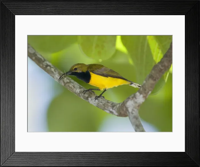 Framed Print : Olive-backed Sunbird - male adult sitting on a branch having just caught a spider which is still in its long and crooked beak - Queensland, Wet Tropics World Heritage Area, Australia Framed Print : Olive-backed Sunbird - male adult sitting on a branch having just caught a spider which is still in its long and crooked beak - Queensland, Wet Tropics World Heritage Area, Australia