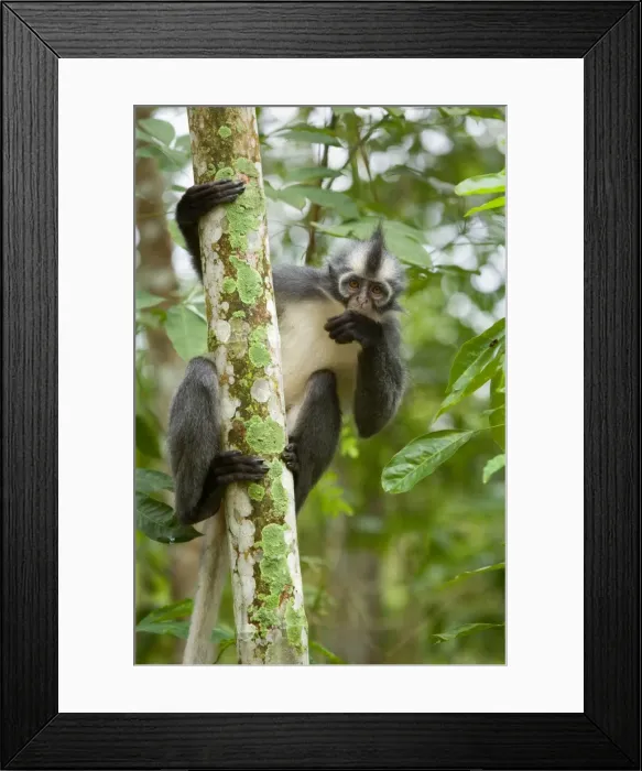 Framed Print : Thomas Leaf Monkey - adult clinging to a tree in a sumatran rainforest - Gunung-Leuser National Park, Sumatra, Indonesia