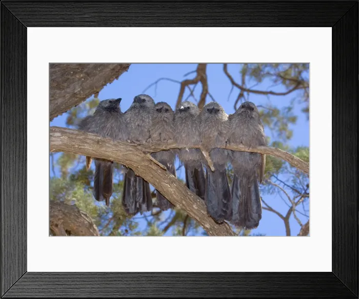 Framed Print : Apostlebird / Grey Jumper - six individuals sit tightly pressed together side by side on a tree branch - Mungo National Park, New South Wales, Australia Framed Print : Apostlebird / Grey Jumper - six individuals sit tightly pressed together side by side on a tree branch - Mungo National Park, New South Wales, Australia