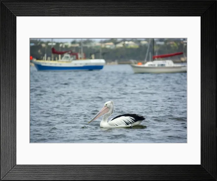 Framed Print : Australian Pelican - adult pelican swims in harbour of St. Helens in front of seveal fishing boats - St. Helens, Tasmania, Australia Framed Print : Australian Pelican - adult pelican swims in harbour of St. Helens in front of seveal fishing boats - St. Helens, Tasmania, Australia
