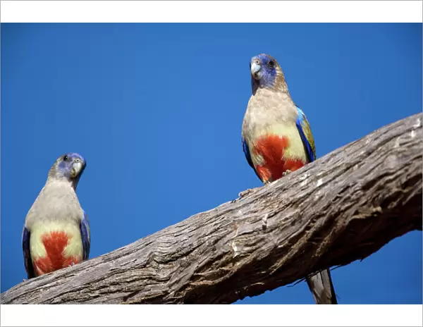 Blue Bonnet  /  Bluebonnet  /  Bluebonnet Parrot or Parakeet  /  Blue Bonnet Parrot or Parakeet  /  Bulloak Parrot  /  Oak Parrot  /  Yellow-vented Bluebonnet  /  Yellow-vented Blue Bonnet - two adults sitting on a branch - Mungo National Park, New South Wales