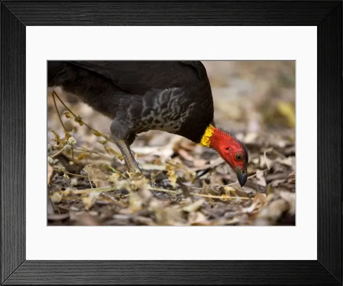 Framed Print : Australian Brush Turkey - adult on the floor of a tropical rainforest searching for food between fallen leaves - Paluma Range National Park, Wet Tropics World Heritage Area, Queensland, Australia Framed Print : Australian Brush Turkey - adult on the floor of a tropical rainforest searching for food between fallen leaves - Paluma Range National Park, Wet Tropics World Heritage Area, Queensland, Australia