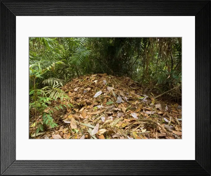 Framed Print : Australian Brush Turkey - rather huge breeding hill consisting of leaves and other decaying plant material - Atherton Tablelands, Wet Tropics World Heritage Area, Queensland, Australia Framed Print : Australian Brush Turkey - rather huge breeding hill consisting of leaves and other decaying plant material - Atherton Tablelands, Wet Tropics World Heritage Area, Queensland, Australia