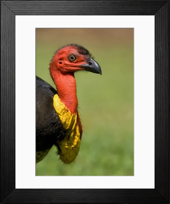 Framed Print : Australian Brush Turkey - side portrait of an adult male - Atherton Tablelands, Wet Tropics World Heritage Area, Queensland, Australia Framed Print : Australian Brush Turkey - side portrait of an adult male - Atherton Tablelands, Wet Tropics World Heritage Area, Queensland, Australia