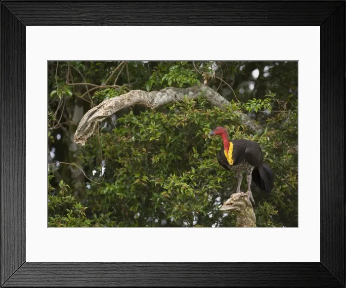 Framed Print : Australian Brush Turkey - adult sits on a dead tree branch high up in the trees - Lamington National Park, Central Eastern Australian Rainforest World Heritage Area, Queensland, Australia Framed Print : Australian Brush Turkey - adult sits on a dead tree branch high up in the trees - Lamington National Park, Central Eastern Australian Rainforest World Heritage Area, Queensland, Australia