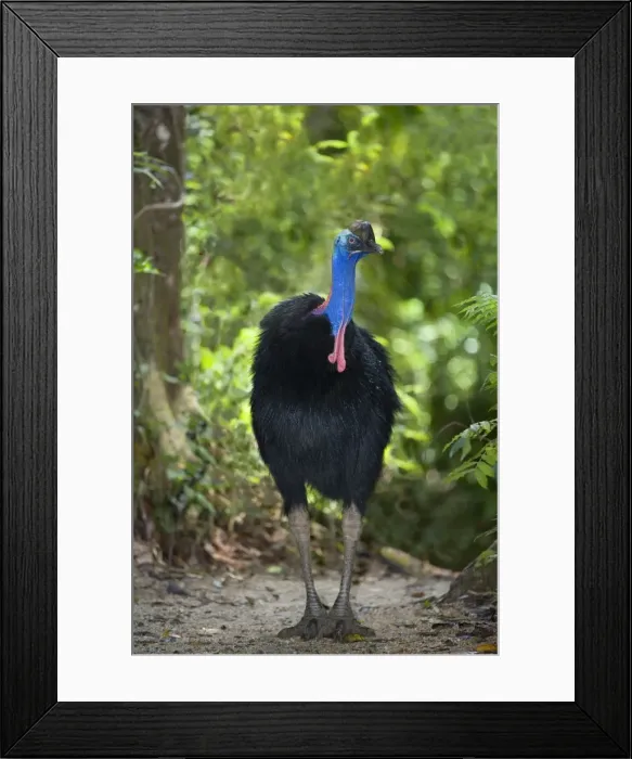 Framed Print : Southern Cassowary - adult male stands amidst tropical rainforest - Tam O'Shanter State Forest, Wet Tropics World Heritage Area, Queensland, Australia Framed Print : Southern Cassowary - adult male stands amidst tropical rainforest - Tam O'Shanter State Forest, Wet Tropics World Heritage Area, Queensland, Australia