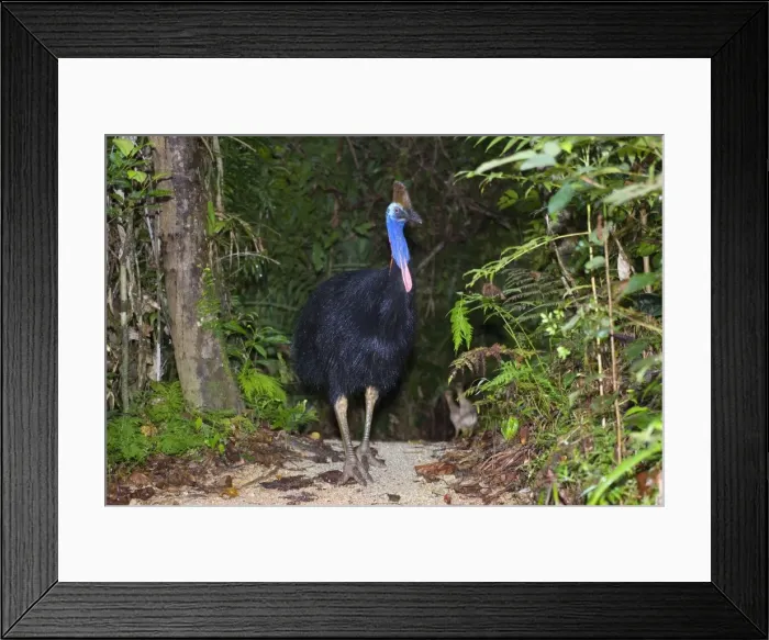 Framed Print : Southern Cassowary - adult male stands amidst tropical rainforest - Tam O'Shanter State Forest, Wet Tropics World Heritage Area, Queensland, Australia Framed Print : Southern Cassowary - adult male stands amidst tropical rainforest - Tam O'Shanter State Forest, Wet Tropics World Heritage Area, Queensland, Australia