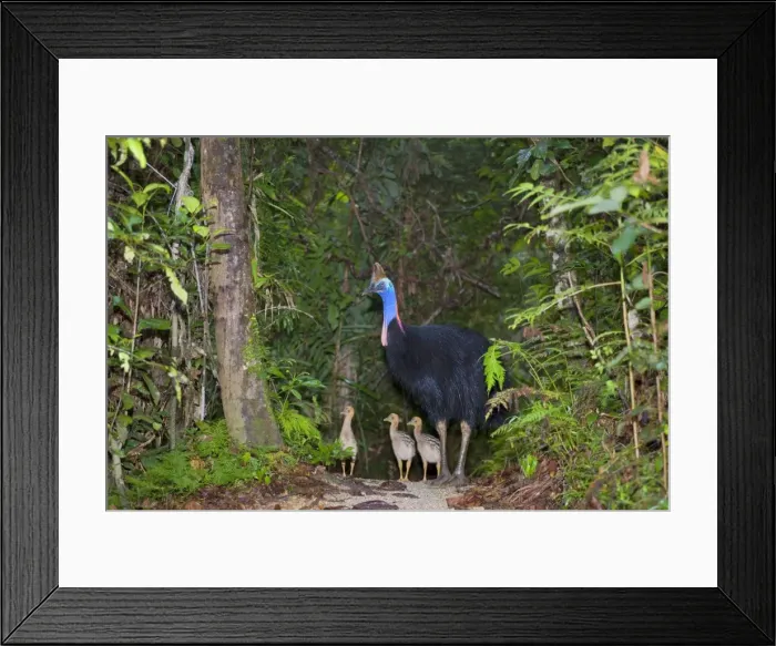 Framed Print : Southern Cassowary - adult male and three of his chicks stand amidst tropical rainforest - Tam O'Shanter State Forest, Wet Tropics World Heritage Area, Queensland, Australia Framed Print : Southern Cassowary - adult male and three of his chicks stand amidst tropical rainforest - Tam O'Shanter State Forest, Wet Tropics World Heritage Area, Queensland, Australia