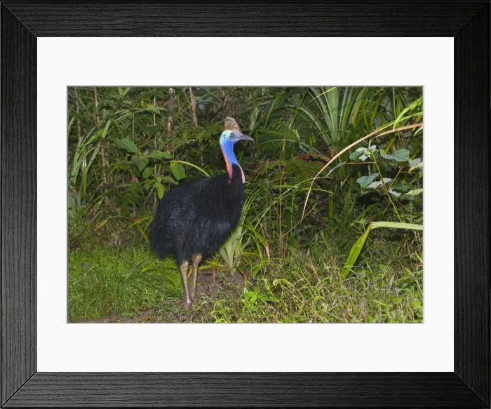 Framed Print : Southern Cassowary - adult male stands amidst tropical rainforest - Tam O'Shanter State Forest, Wet Tropics World Heritage Area, Queensland, Australia