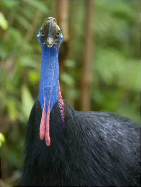 Southern Cassowary - frontal portrait of an adult male standing amidst tropical rainforest - Tam O'Shanter State Forest, Wet Tropics World Heritage Area, Queensland, Australia