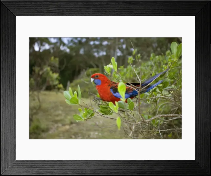 Framed Print : Crimson Rosella - adult sitting on a twig feeding on leaves - Murramarang National Park, New South Wales, Australia Framed Print : Crimson Rosella - adult sitting on a twig feeding on leaves - Murramarang National Park, New South Wales, Australia