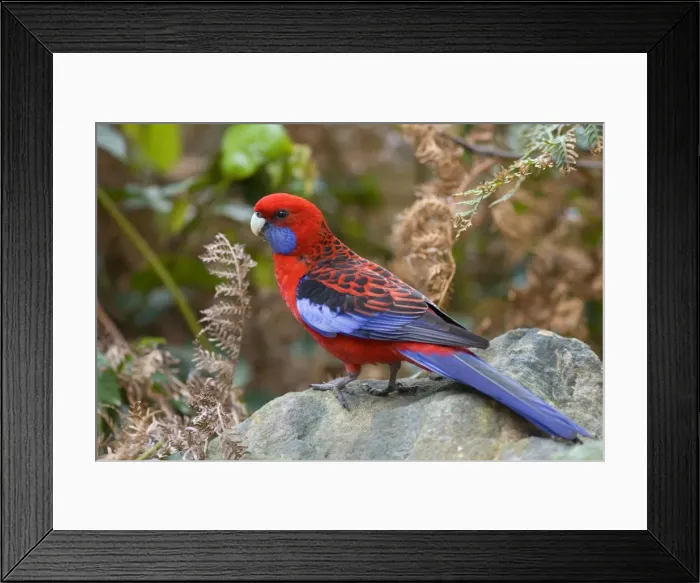 Framed Print : Crimson Rosella - adult sits on a rock - Wilson's Promontory National Park, Victoria, Australia Framed Print : Crimson Rosella - adult sits on a rock - Wilson's Promontory National Park, Victoria, Australia