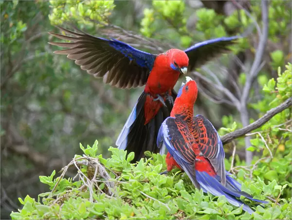 Crimson Rosella - two adults about to kiss each other. One is sitting on a bush while the other is hovering in the air with its wings spread in front of the first one
