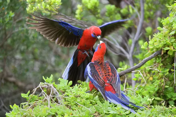 Crimson Rosella - two adults about to kiss each other. One is sitting on a bush while the other is hovering in the air with its wings spread in front of the first one