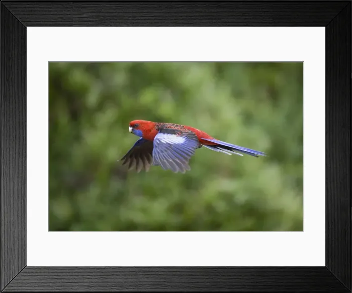 Framed Print : Crimson Rosella - adult in flight - Wilson's Promontory National Park, Victoria, Australia Framed Print : Crimson Rosella - adult in flight - Wilson's Promontory National Park, Victoria, Australia