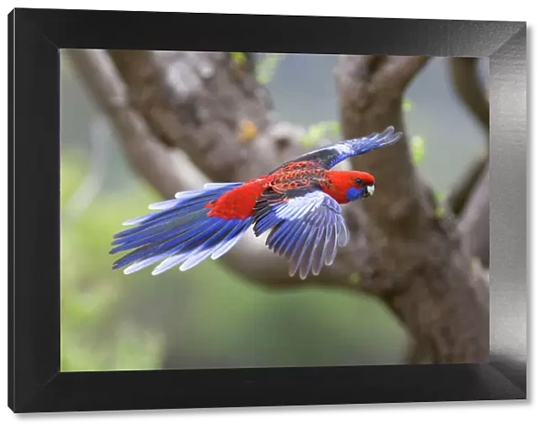 Crimson Rosella - adult in flight is about to land on a tree - Wilson's Promontory National Park, Victoria, Australia