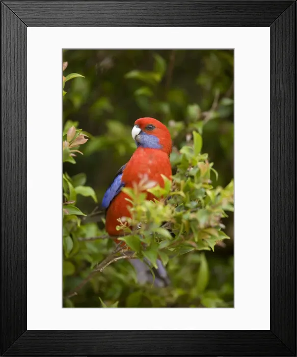 Framed Print : Crimson Rosella - adult sits in a tree in lush subtropical rainforest - Lamington National Park, Central Eastern Australian Rainforest World Heritage Area, Queensland, Australia Framed Print : Crimson Rosella - adult sits in a tree in lush subtropical rainforest - Lamington National Park, Central Eastern Australian Rainforest World Heritage Area, Queensland, Australia