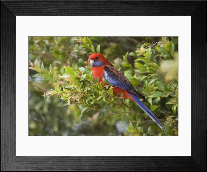 Framed Print : Crimson Rosella - adult sits in a tree in lush subtropical rainforest - Lamington National Park, Central Eastern Australian Rainforest World Heritage Area, Queensland, Australia Framed Print : Crimson Rosella - adult sits in a tree in lush subtropical rainforest - Lamington National Park, Central Eastern Australian Rainforest World Heritage Area, Queensland, Australia