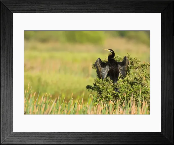 Framed Print : Darter - adult sitting on a bush with its wings half opened to dry them in the sun - Fogg Dam, Northern Territory, Australia Framed Print : Darter - adult sitting on a bush with its wings half opened to dry them in the sun - Fogg Dam, Northern Territory, Australia