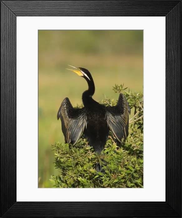 Framed Print : Darter - adult with bill open sitting on a bush with its wings half opened to dry them in the sun - Fogg Dam, Northern Territory, Australia Framed Print : Darter - adult with bill open sitting on a bush with its wings half opened to dry them in the sun - Fogg Dam, Northern Territory, Australia