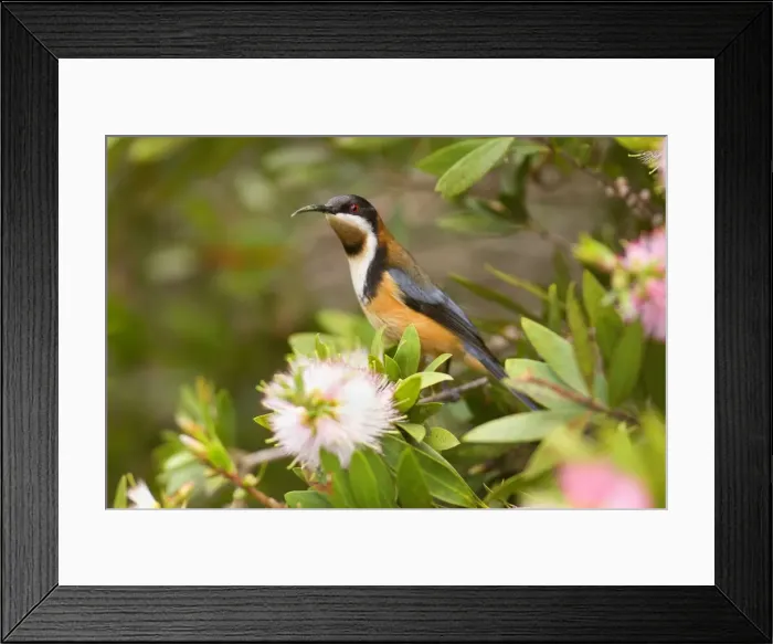 Framed Print : Eastern Spinebill - colourful adult male sits on a Bottle Brush bush about to suck nectar from the blossoms - Lamington National Park, Central Eastern Australian Rainforest World Heritage Area, Queensland, Australia Framed Print : Eastern Spinebill - colourful adult male sits on a Bottle Brush bush about to suck nectar from the blossoms - Lamington National Park, Central Eastern Australian Rainforest World Heritage Area, Queensland, Australia