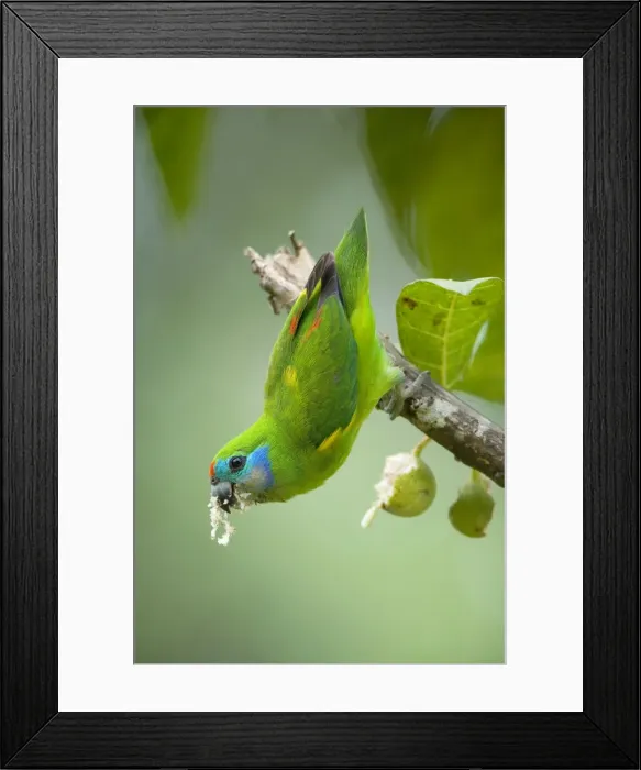 Framed Print : Double-eyed Fig-Parrot - female adult hangs up side down on a branch and feeds on fig fruits - Daintree National Park, Queensland, Wet Tropics World Heritage Area, Australia Framed Print : Double-eyed Fig-Parrot - female adult hangs up side down on a branch and feeds on fig fruits - Daintree National Park, Queensland, Wet Tropics World Heritage Area, Australia