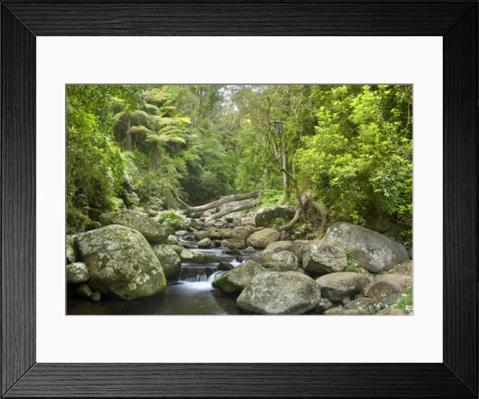 Framed Print : Cascades in rainforest - an idyllic creek cascades over boulders down a beautiful gorge in lush subtropical rainforest - Lamington National Park, Central Eastern Australian Rainforest World Heritage Area, Queensland, Australia Framed Print : Cascades in rainforest - an idyllic creek cascades over boulders down a beautiful gorge in lush subtropical rainforest - Lamington National Park, Central Eastern Australian Rainforest World Heritage Area, Queensland, Australia