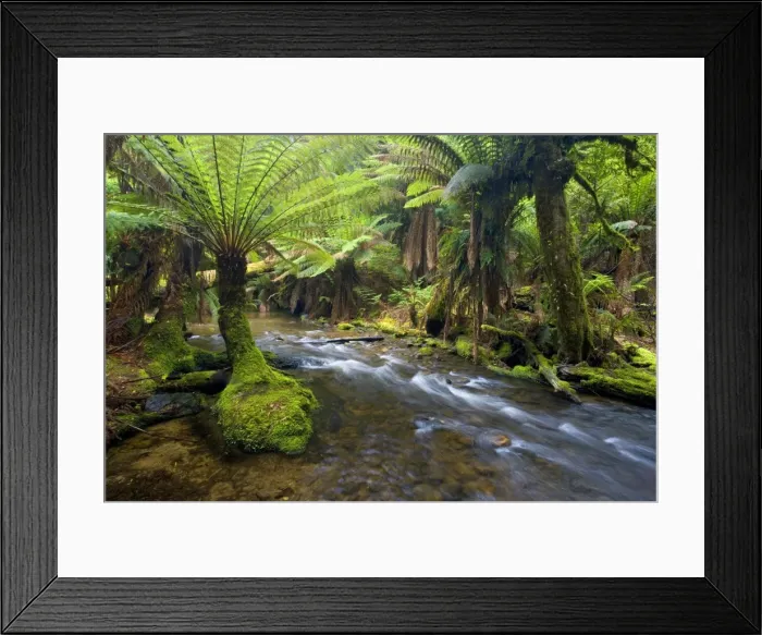 Framed Print : creek in temperate rainforest - a creek meanders through lush, cool temperate rainforest, which is dominated by ferns and lichen and moss-covered trees - Mount Field National Park, Tasmania, Australia Framed Print : creek in temperate rainforest - a creek meanders through lush, cool temperate rainforest, which is dominated by ferns and lichen and moss-covered trees - Mount Field National Park, Tasmania, Australia
