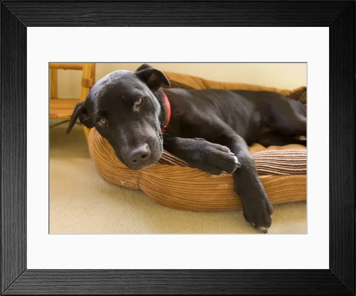 Framed Print : Dog - Black dog curled up in its bed - Australia Framed Print : Dog - Black dog curled up in its bed - Australia