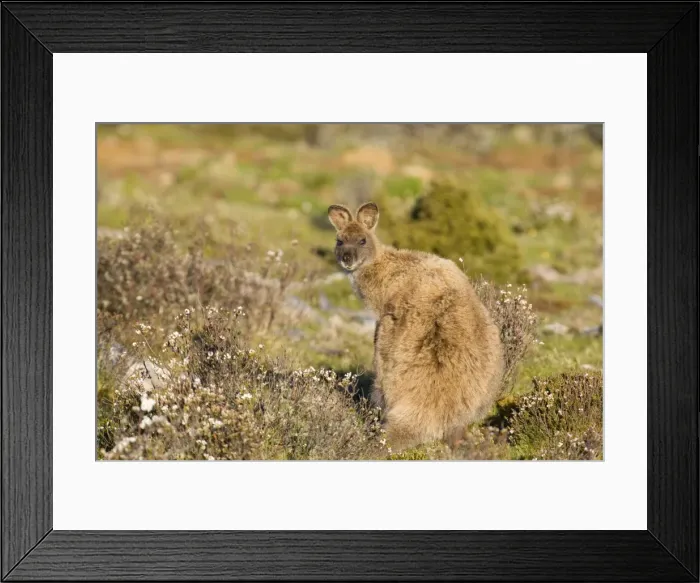 Framed Print : Bennett's Wallaby - adult standing on its hind legs in a heath-like habitat looking over its back into the camera - Cradle Mountain-Lake St. Clair National Park, Tasmania, Australia Framed Print : Bennett's Wallaby - adult standing on its hind legs in a heath-like habitat looking over its back into the camera - Cradle Mountain-Lake St. Clair National Park, Tasmania, Australia