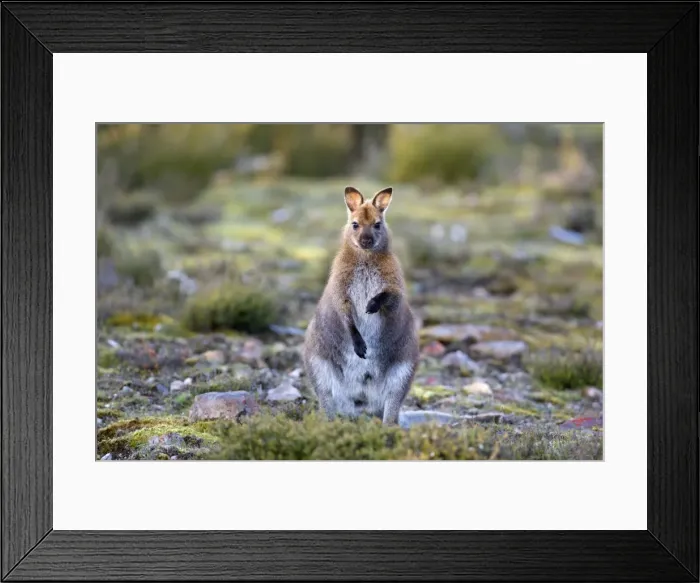 Framed Print : Bennett's Wallaby - adult standing on its hind legs in a heath-like habitat looking into the camera - Cradle Mountain-Lake St. Clair National Park, Tasmania, Australia Framed Print : Bennett's Wallaby - adult standing on its hind legs in a heath-like habitat looking into the camera - Cradle Mountain-Lake St. Clair National Park, Tasmania, Australia
