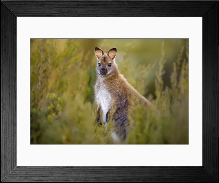 Framed Print : Bennett's Wallaby - adult standing on its hind legs amidst vegetation looking into the camera - Cradle Mountain-Lake St. Clair National Park, Tasmania, Australia Framed Print : Bennett's Wallaby - adult standing on its hind legs amidst vegetation looking into the camera - Cradle Mountain-Lake St. Clair National Park, Tasmania, Australia