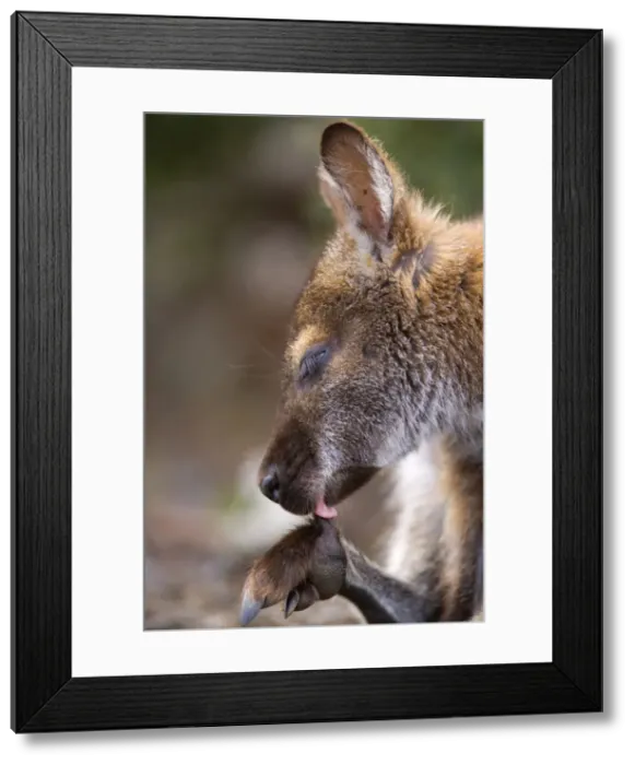 Framed Print : Bennett's Wallaby - side portrait of a female adult cleaning one of its paws with its tongue - Freycinet National Park, Tasmania, Australia Framed Print : Bennett's Wallaby - side portrait of a female adult cleaning one of its paws with its tongue - Freycinet National Park, Tasmania, Australia