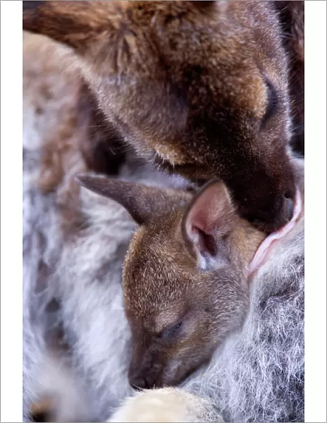 Bennett's Wallaby - very cute mother and child portrait which conveys perfectly the close bond they share. The joey is asleep in mother's pouch while mother is touching its snout to the child's head