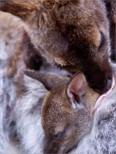 Bennett's Wallaby - very cute mother and child portrait which conveys perfectly the close bond they share. The joey is asleep in mother's pouch while mother is touching its snout to the child's head