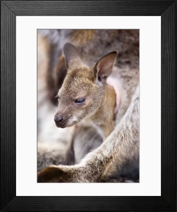 Framed Print : Bennett's Wallaby - portrait of a cute joey looking curiously out of mother's pouch - Freycinet National Park, Tasmania, Australia Framed Print : Bennett's Wallaby - portrait of a cute joey looking curiously out of mother's pouch - Freycinet National Park, Tasmania, Australia