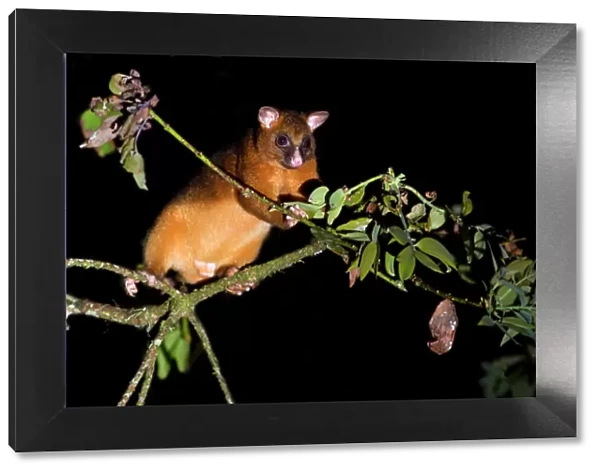 Common Ringtail Possum - adult climbing high in the tops of the rainforest foraging at night - Atherton Tablelands, Queensland, Australia
