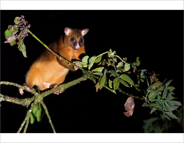 Common Ringtail Possum - adult climbing high in the tops of the rainforest foraging at night - Atherton Tablelands, Queensland, Australia