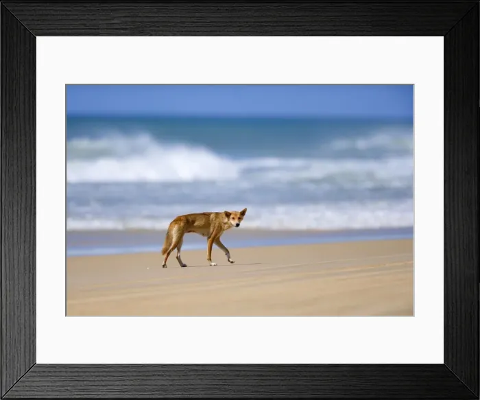 Framed Print : Dingo - female adult strolling along a beach on Fraser Island. The surf and the ocean are visible in the background - 75-Mile Beach, Fraser Island World Heritage Area, Great Sandy National Park, Queensland, Australia Framed Print : Dingo - female adult strolling along a beach on Fraser Island. The surf and the ocean are visible in the background - 75-Mile Beach, Fraser Island World Heritage Area, Great Sandy National Park, Queensland, Australia