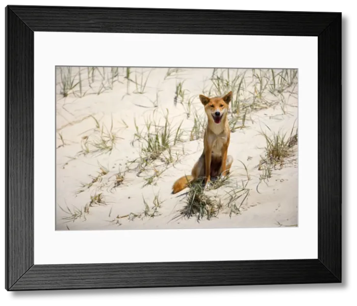 Framed Print : Dingo - female adult sitting on a sand dune looking directly into the camera - Fraser Island World Heritage Area, Great Sandy National Park, Queensland, Australia Framed Print : Dingo - female adult sitting on a sand dune looking directly into the camera - Fraser Island World Heritage Area, Great Sandy National Park, Queensland, Australia