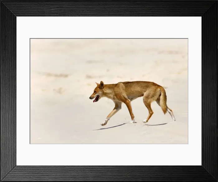 Framed Print : Dingo - female adult strolling along a sandy beach - Fraser Island World Heritage Area, Great Sandy National Park, Queensland, Australia Framed Print : Dingo - female adult strolling along a sandy beach - Fraser Island World Heritage Area, Great Sandy National Park, Queensland, Australia