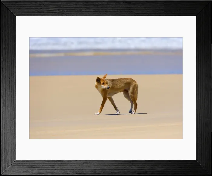 Framed Print : Dingo - female adult strolling along a beach on Fraser Island. The surf of the ocean is visible in the background - 75-Mile Beach, Fraser Island World Heritage Area, Great Sandy National Park, Queensland, Australia Framed Print : Dingo - female adult strolling along a beach on Fraser Island. The surf of the ocean is visible in the background - 75-Mile Beach, Fraser Island World Heritage Area, Great Sandy National Park, Queensland, Australia