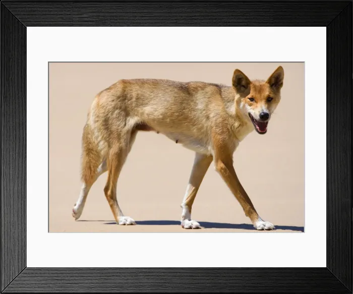 Framed Print : Dingo - side view of a female adult strolling along a sandy beach - Fraser Island World Heritage Area, Great Sandy National Park, Queensland, Australia Framed Print : Dingo - side view of a female adult strolling along a sandy beach - Fraser Island World Heritage Area, Great Sandy National Park, Queensland, Australia
