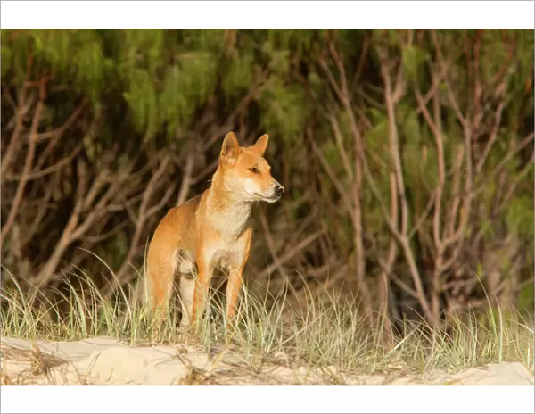 Dingo - male adult stands on the edge of a wooded area and scans the beach to see if it's save to leave cover. Just after sunrise - Fraser Island World Heritage Area, Great Sandy National Park, Queensland, Australia