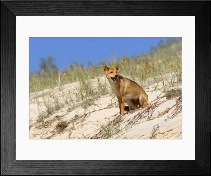 Framed Print : Dingo - female adult resting on a sand dune - Fraser Island World Heritage Area, Great Sandy National Park, Queensland, Australia Framed Print : Dingo - female adult resting on a sand dune - Fraser Island World Heritage Area, Great Sandy National Park, Queensland, Australia