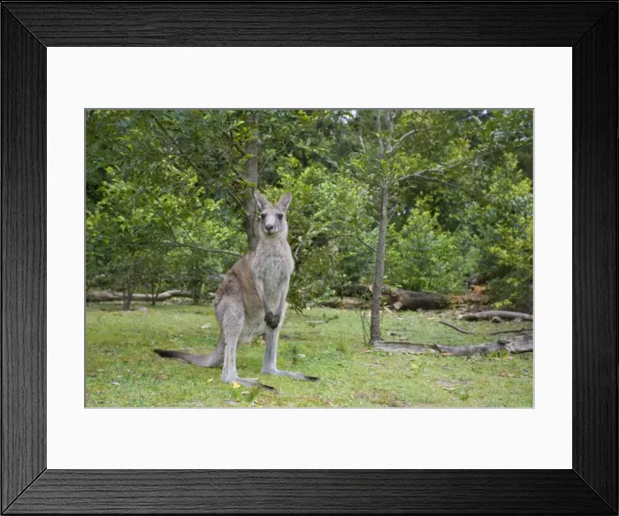 Framed Print : Eastern Grey Kangaroo - wide angle shot of an adult standing on its hind legs in a coastal forest - Murrammang National Park, New South Wales, Australia Framed Print : Eastern Grey Kangaroo - wide angle shot of an adult standing on its hind legs in a coastal forest - Murrammang National Park, New South Wales, Australia