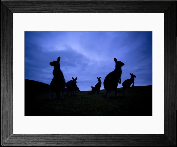 Framed Print : Eastern Grey Kangaroo - group of adults standing on their hind legs looking around. At dusk so only silhouettes are visible - Murrammang National Park, New South Wales, Australia Framed Print : Eastern Grey Kangaroo - group of adults standing on their hind legs looking around. At dusk so only silhouettes are visible - Murrammang National Park, New South Wales, Australia