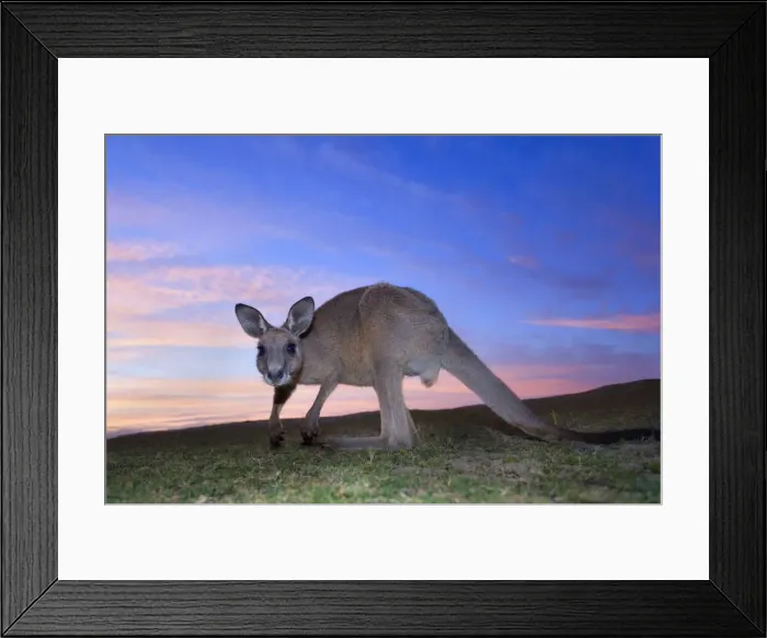 Framed Print : Eastern Grey Kangaroo - wide angle shot of an adult grazing on a beach and looking directly into the camera. At dawn, with streaks of pink coloured clouds in the sky - Murrammang National Park, New South Wales, Australia Framed Print : Eastern Grey Kangaroo - wide angle shot of an adult grazing on a beach and looking directly into the camera. At dawn, with streaks of pink coloured clouds in the sky - Murrammang National Park, New South Wales, Australia