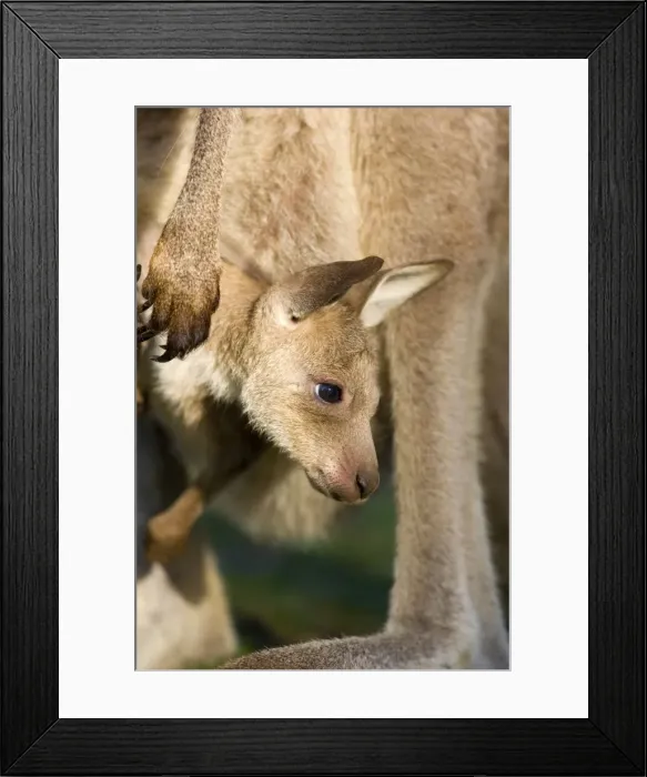 Framed Print : Eastern Grey Kangaroo - portrait of a cute joey looking out of mother's pouch observing curiously the outside world - Murrammang National Park, New South Wales, Australia Framed Print : Eastern Grey Kangaroo - portrait of a cute joey looking out of mother's pouch observing curiously the outside world - Murrammang National Park, New South Wales, Australia