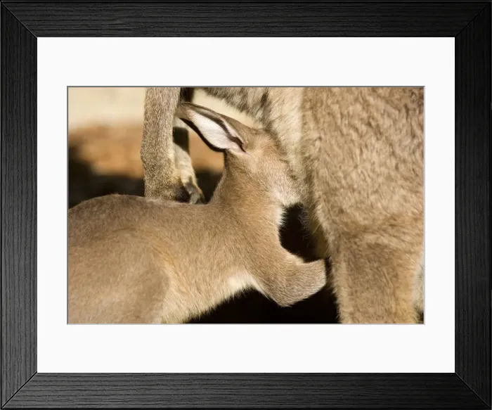 Framed Print : Eastern Grey Kangaroo - portrait of a cute joey sticking its head into mother's pouch to suckle milk from the outside. It's outside adventures seem to make it very hungry - Murrammang National Park, New South Wales, Australia Framed Print : Eastern Grey Kangaroo - portrait of a cute joey sticking its head into mother's pouch to suckle milk from the outside. It's outside adventures seem to make it very hungry - Murrammang National Park, New South Wales, Australia